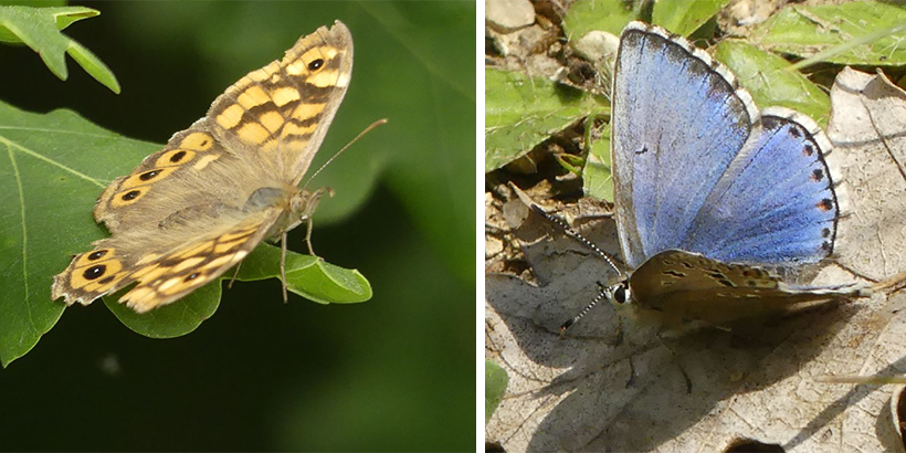 Biodiver’Cité : reprise du suivi des papillons !